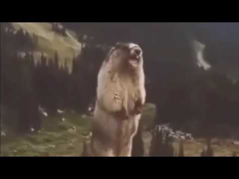hqdefault.jpg